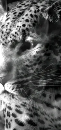 Get ready to add some wild flair to your phone's display with this captivating black and white leopard live wallpaper