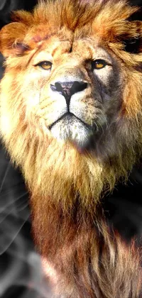 This phone wallpaper features a breathtaking portrait of a lion in close-up view against a black background