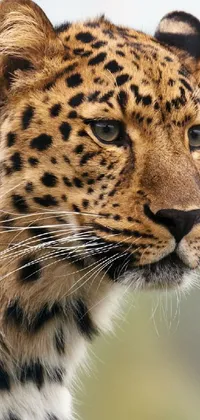 This phone live wallpaper showcases a striking close-up of a leopard's face with a lush tree backdrop