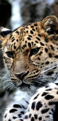 This stunning live wallpaper for your phone features a close-up image of a majestic leopard