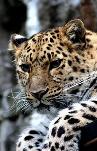 Felidae Carnivore Leopard Live Wallpaper