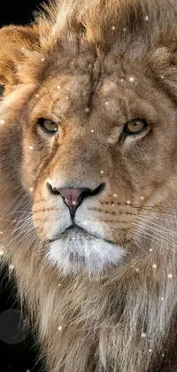 This is a stunning live wallpaper featuring a close-up portrait of a lion set against a sleek black background