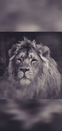 This phone live wallpaper features a stunning black and white photo of a majestic lion, captured in a fierce and captivating pose