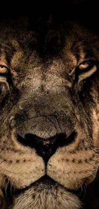 This phone live wallpaper features a close up of a lion's face on a black background