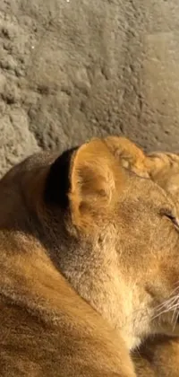 This live wallpaper depicts two majestic lions lying together in a peaceful and serene moment