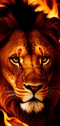 Felidae Carnivore Lion Live Wallpaper
