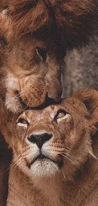 Felidae Carnivore Lion Live Wallpaper
