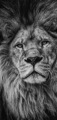 Lion Ror Live Wallpaper