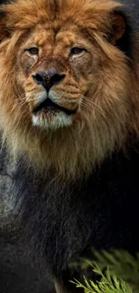 Felidae Carnivore Masai Lion Live Wallpaper