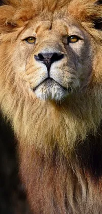 This stunning live wallpaper displays a close-up portrait of a lion on a black background