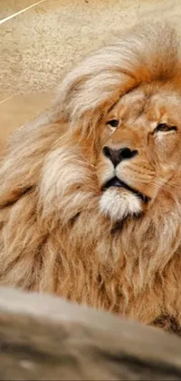 Elevate the look of your phone with this stunning lion live wallpaper