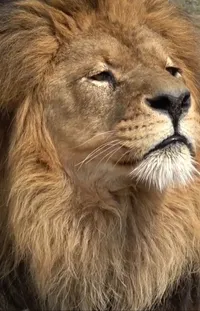 Felidae Carnivore Masai Lion Live Wallpaper