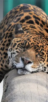 This phone live wallpaper showcases a majestic leopard in a serene sleeping pose on top of a tree trunk