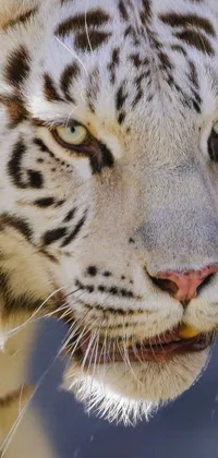 Felidae Carnivore Siberian Tiger Live Wallpaper