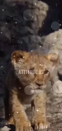 Felidae Carnivore Small To Medium-sized Cats Live Wallpaper