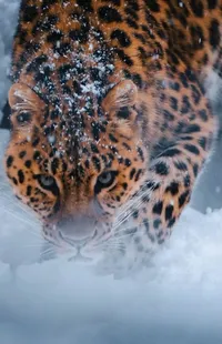 Felidae Carnivore Snow Live Wallpaper