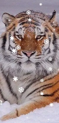 Felidae Carnivore Snow Live Wallpaper