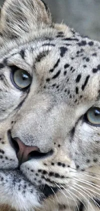 Impress your friends with this stunning phone live wallpaper of a snow leopard's close up portrait
