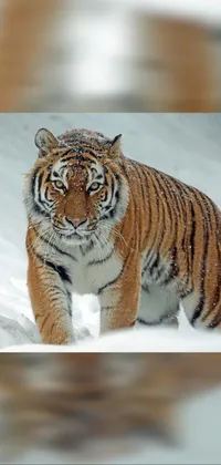 This live wallpaper features a stunning tiger walking in the snow in a natural setting