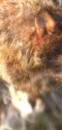 Felidae Carnivore Whiskers Live Wallpaper