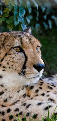 This stunning live wallpaper captures the beauty of a cheetah lounging in a zoo exhibit