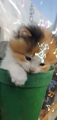 This phone live wallpaper features a cute, sad-eyed calico kitten sitting in a green flower pot