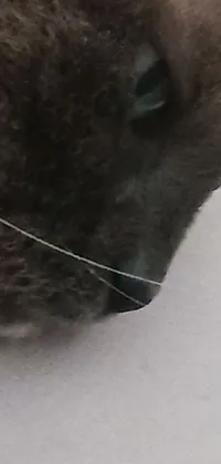 Felidae Human Body Jaw Live Wallpaper