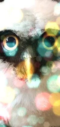 Felidae Iris Owl Live Wallpaper