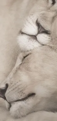 This white lion live wallpaper features a heartwarming image of two lions relaxing
