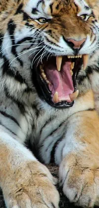 Felidae Light Bengal Tiger Live Wallpaper