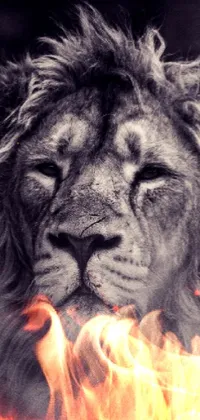 Black and white lion portrait live wallpaper featuring textured fur and a golden crown