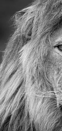 Felidae Lion Masai Lion Live Wallpaper
