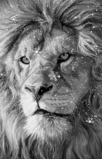 Felidae Lion Masai Lion Live Wallpaper