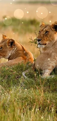 Felidae Lion Natural Landscape Live Wallpaper