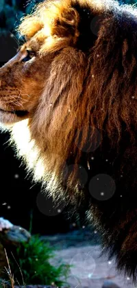 Felidae Lion Working Animal Live Wallpaper
