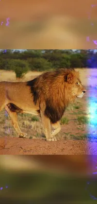 Felidae Mammal Lion Live Wallpaper
