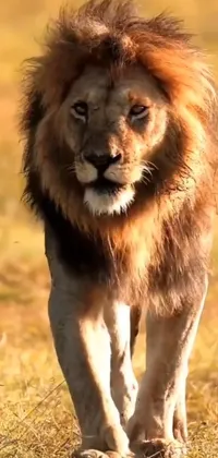 Felidae Masai Lion Carnivore Live Wallpaper