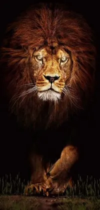Felidae Nature Lion Live Wallpaper
