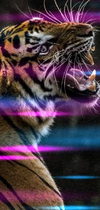 Felidae Purple Bengal Tiger Live Wallpaper