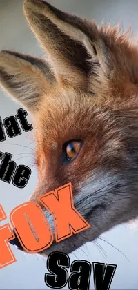 Felidae Red Fox Carnivore Live Wallpaper