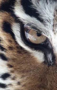Felidae Siberian Tiger Eyelash Live Wallpaper