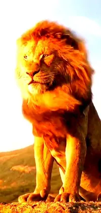 Felidae Sky Masai Lion Live Wallpaper