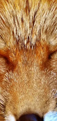 This live wallpaper showcases a breathtaking close-up of a fox's face with its eyes gently closed, radiating a sense of peace and serenity