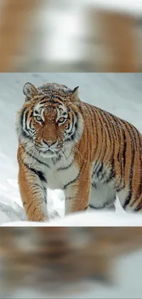 Felidae Tiger Carnivore Live Wallpaper