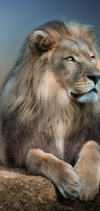 This striking live wallpaper for phones features a close-up portrait of a regal lion laying on a rock