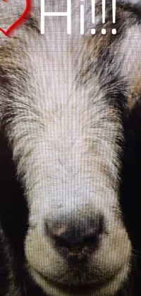 Felidae Whiskers Eyelash Live Wallpaper