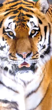 This phone live wallpaper showcases a photorealistic close-up of a tiger staring at the camera
