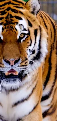 This stunning live phone wallpaper features a close-up of a majestic tiger in a cage