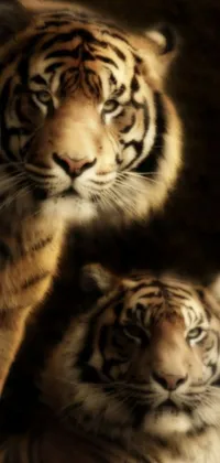 This live phone wallpaper features two majestic tigers standing together, photographed in stunning detail and available in high-quality 240p resolution