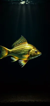 Fin Fish Underwater Live Wallpaper